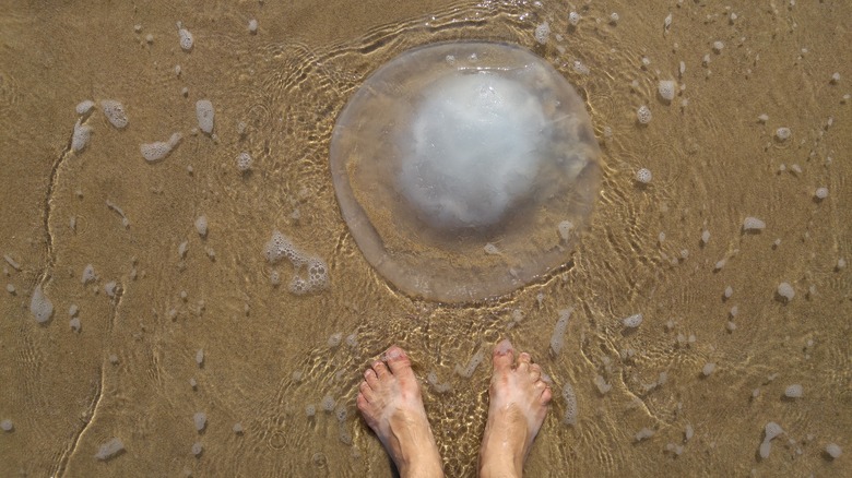 Person standing next to jellyfish on beach