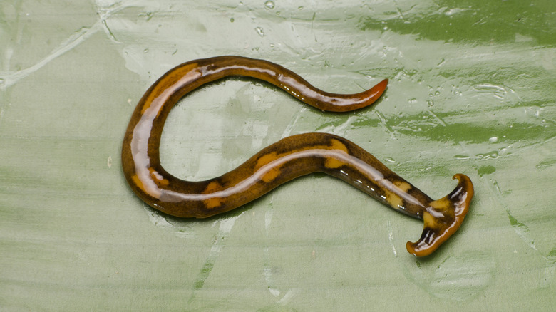 Spotted Hammerhead Worm
