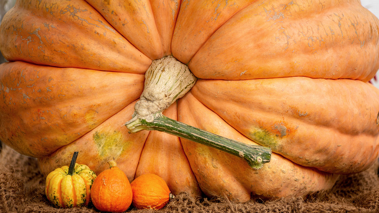 giant pumpkin