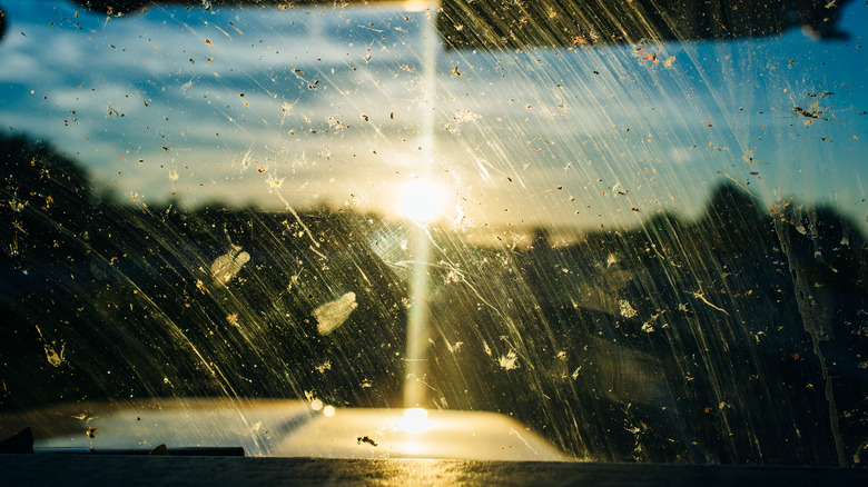 Bugs on a windshield