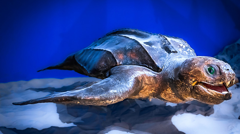 leatherback sea turtle