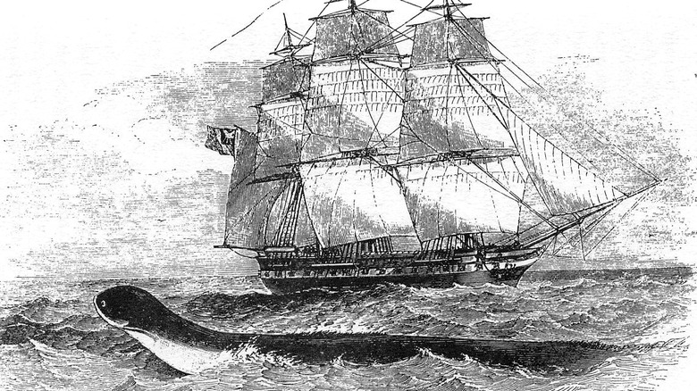 the sea serpent of the hms daedalus