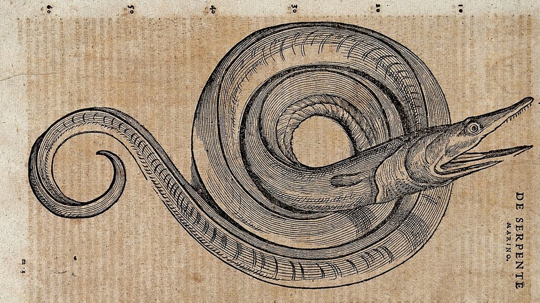 sea serpent illustration