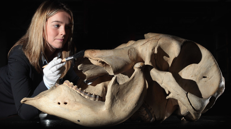 Archaeologist with elephant skull
