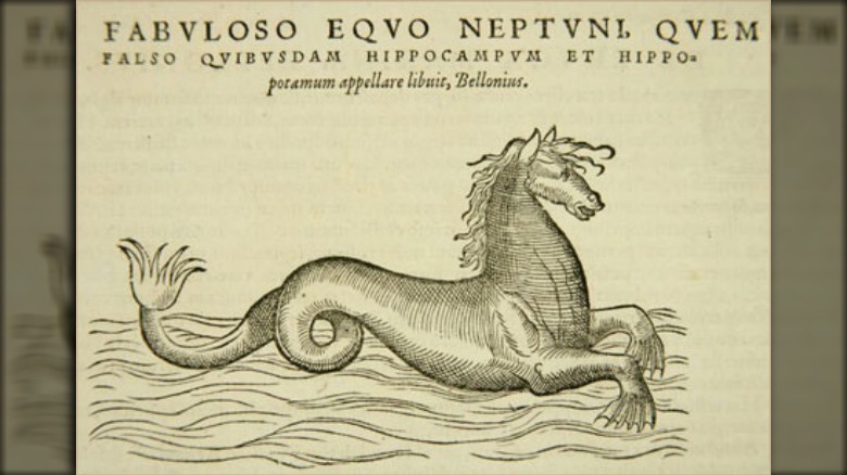 Hippocampus medieval illustration