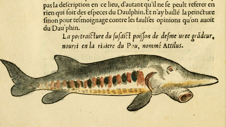 Pierre Belon fish illustration