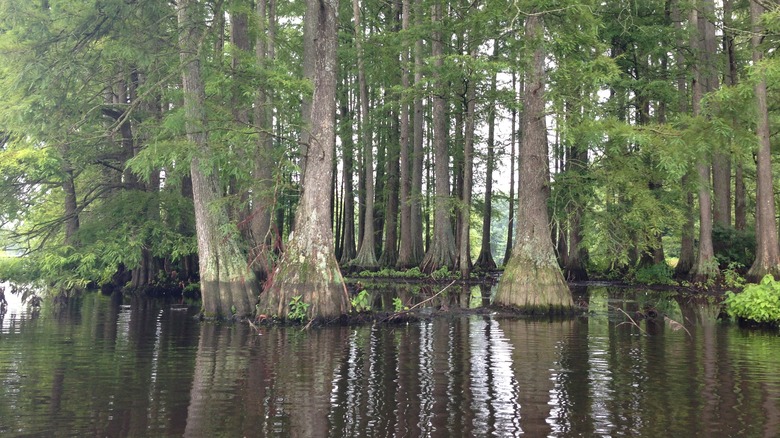 The Great Cypress Swamp
