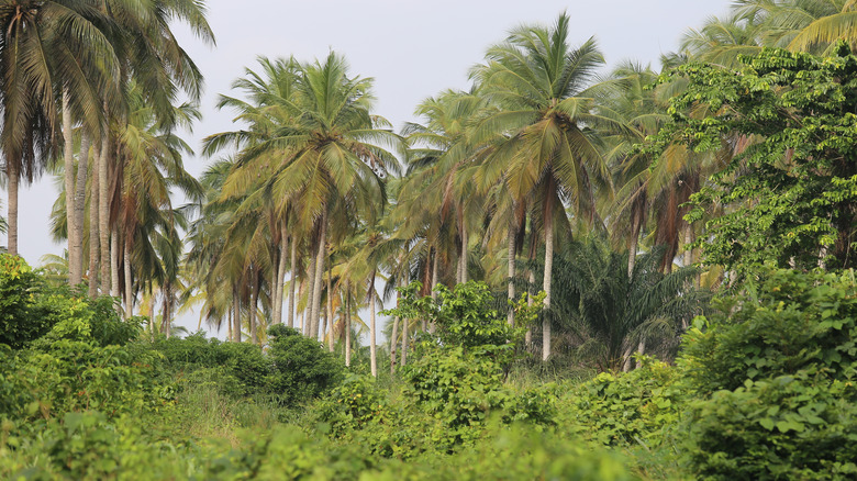Ivory Coast trees