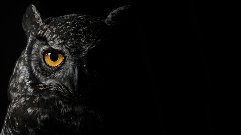 horned owl at night