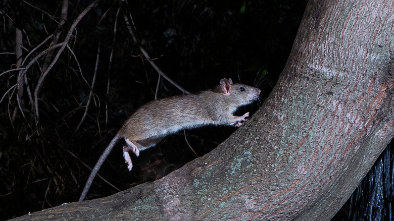 rat in a tree