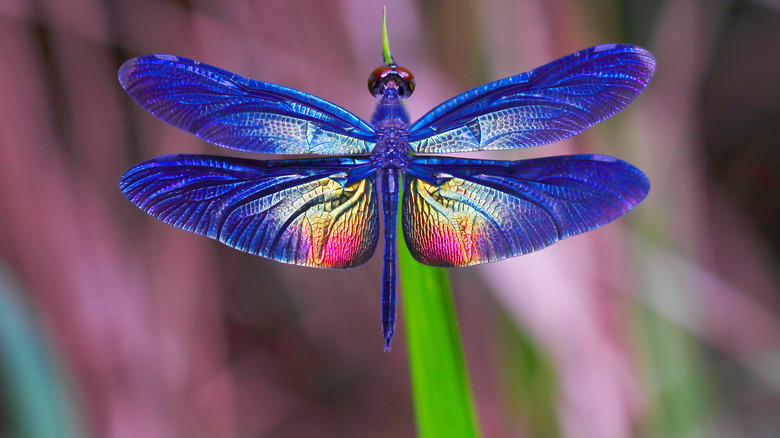 close-up of dragonfly wings