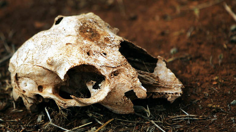 sheep skull