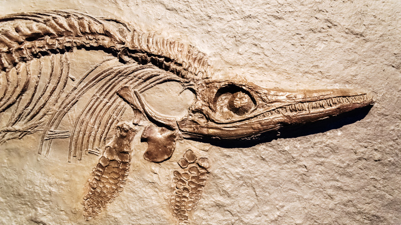 ichthyosaurus fossil