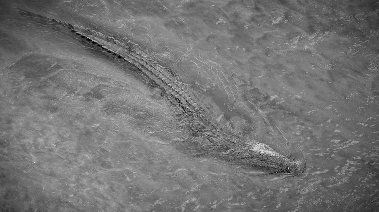 crocodile in river