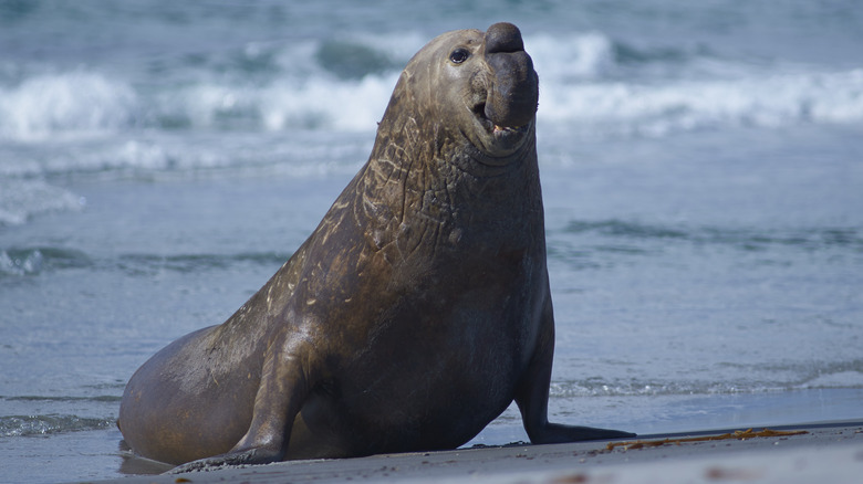 elephant seal on the beach