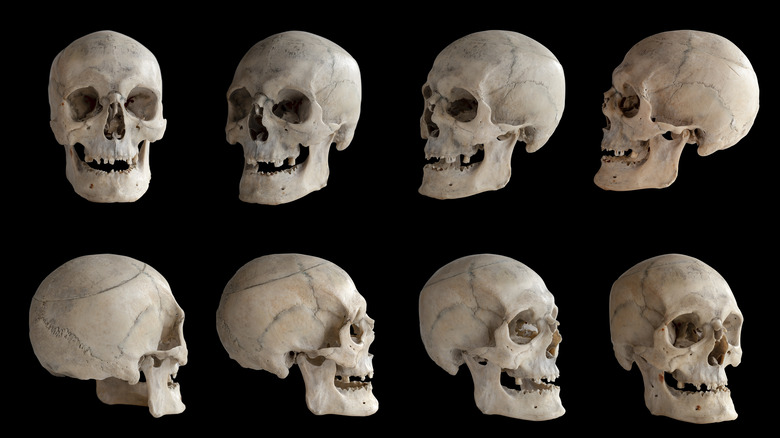 Human skulls lined up