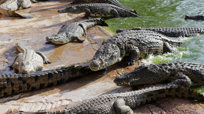 Crocodiles on a shore