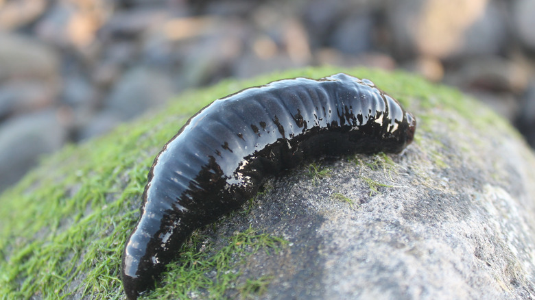 Sea leech on a rock