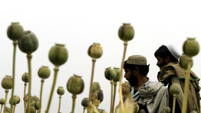 Opium poppy field