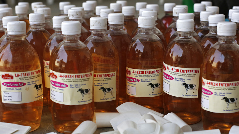 Bottles of cow urine