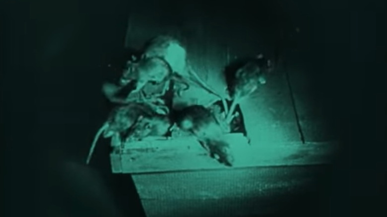 Rats in Nosferatu
