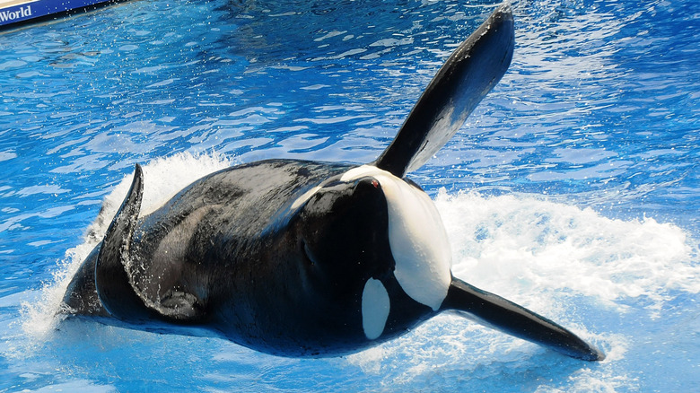 Tilikum the orca