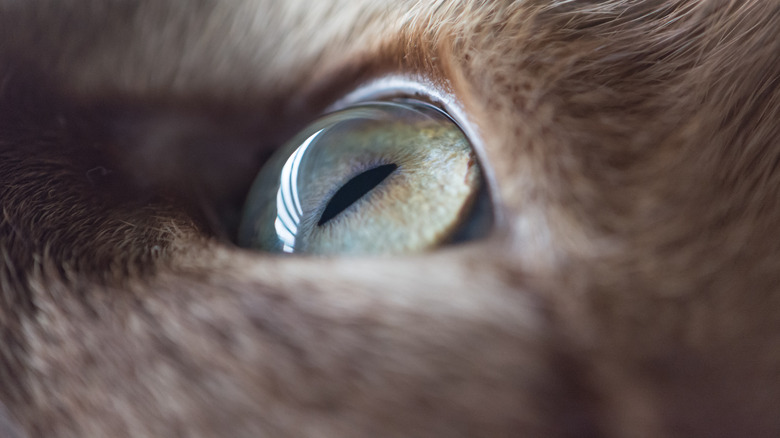 Cat's eye closeup