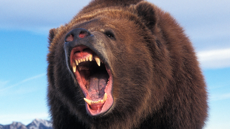 Kodiak bear roaring
