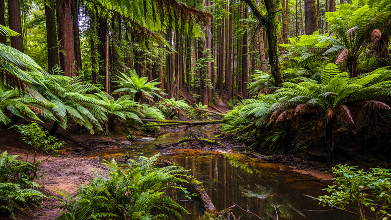 rainforest trees