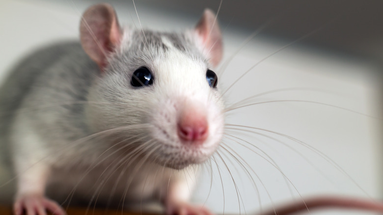 White rat with whiskers