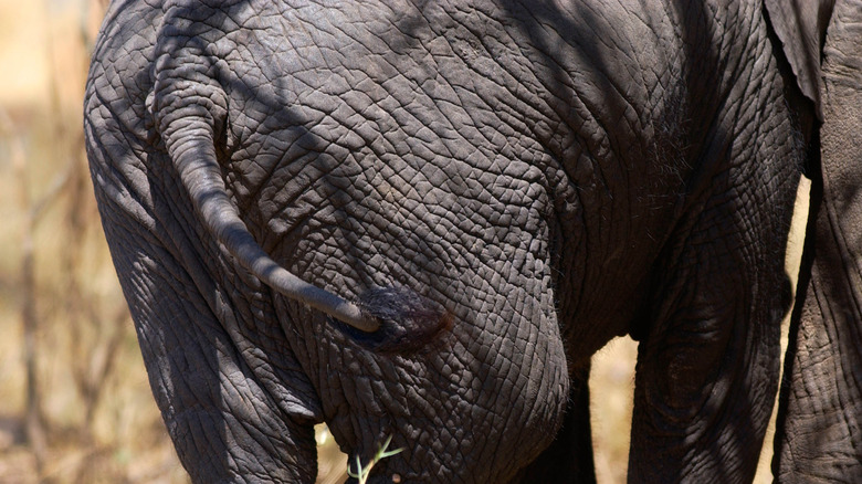 Elephant tail