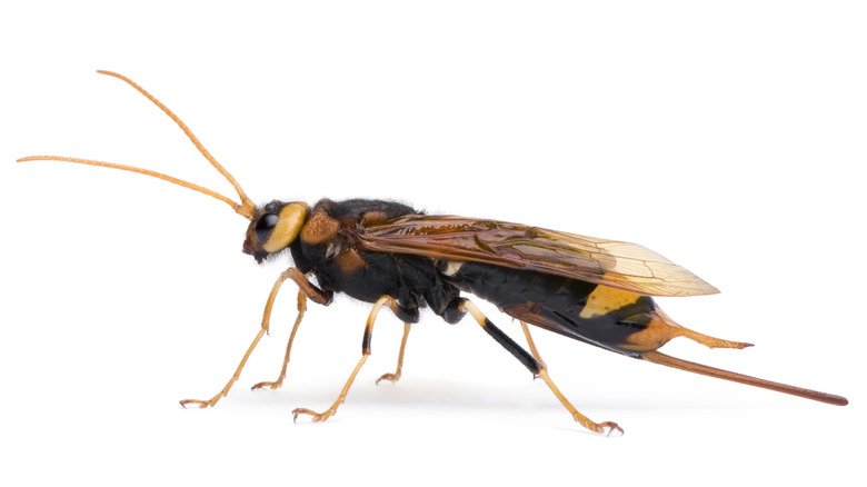 Descendant of Ypresiosirex orthosemos horntail wasp