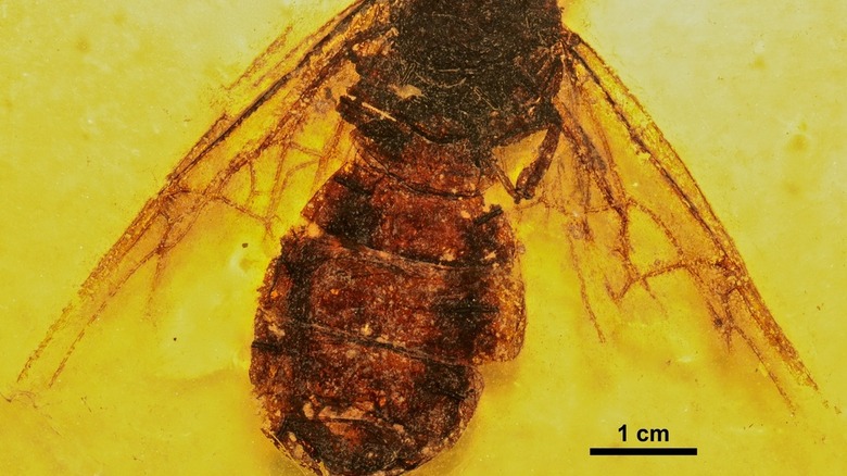 Fossil of largest ant Titanomyrma gigantea