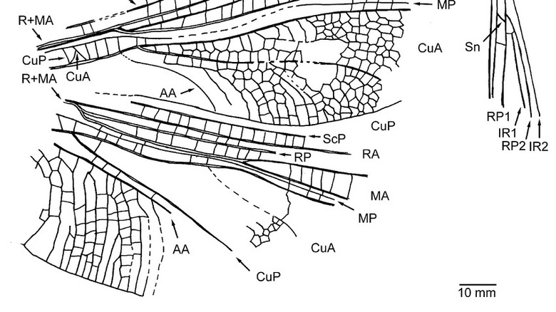 Illustration of Bohemiatupus elegans wings