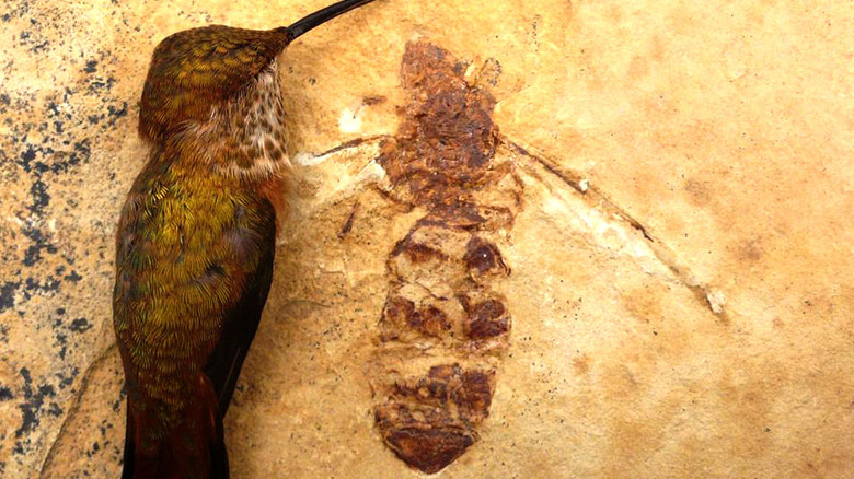 Titanomyrma lubei fossil next to hummingbird