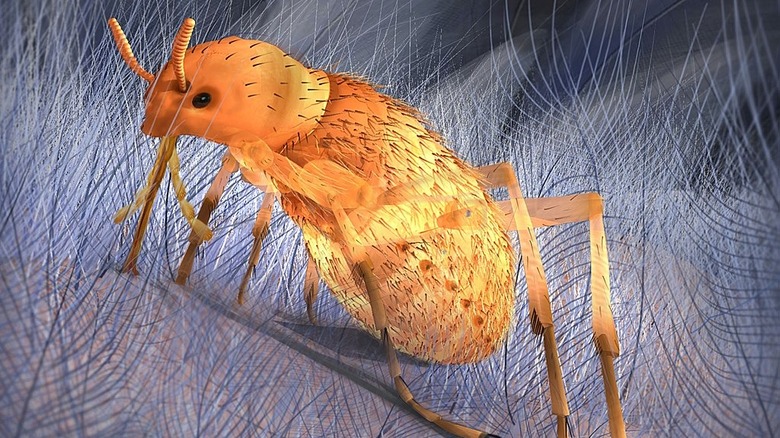 Artist's reconstruction of Pseudopulex