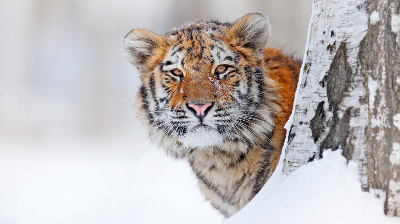 Tiger behind snowy tree