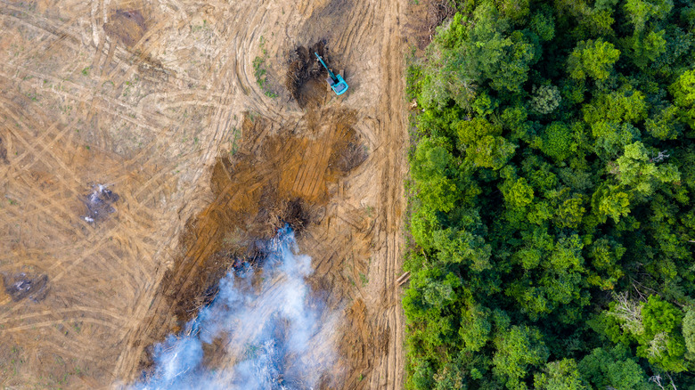 area of deforestation in the Amazon