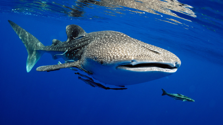 whale shark swimming with fish