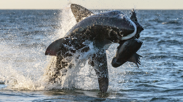 shark attacking bait out of water