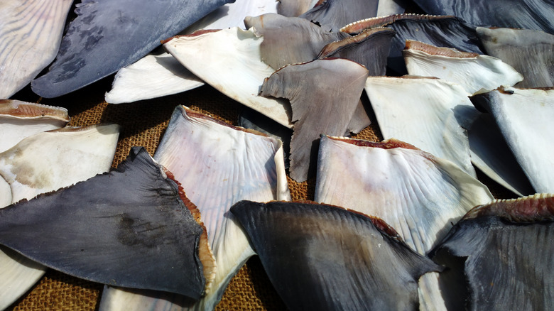 shark fins sold in markets