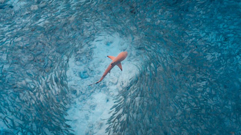 shark swimming through schools of fish