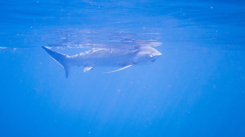 blind shark swimming with difficulty