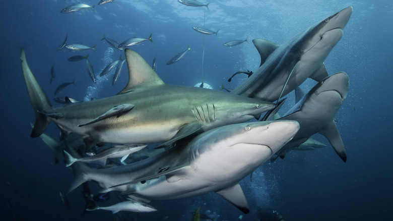 shiver of sharks alongside fish