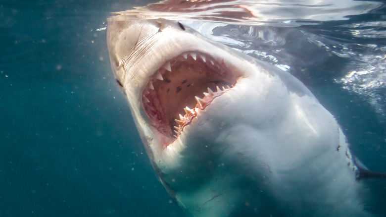 shark turning on its side