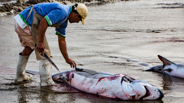 man cutting fin off dead shark