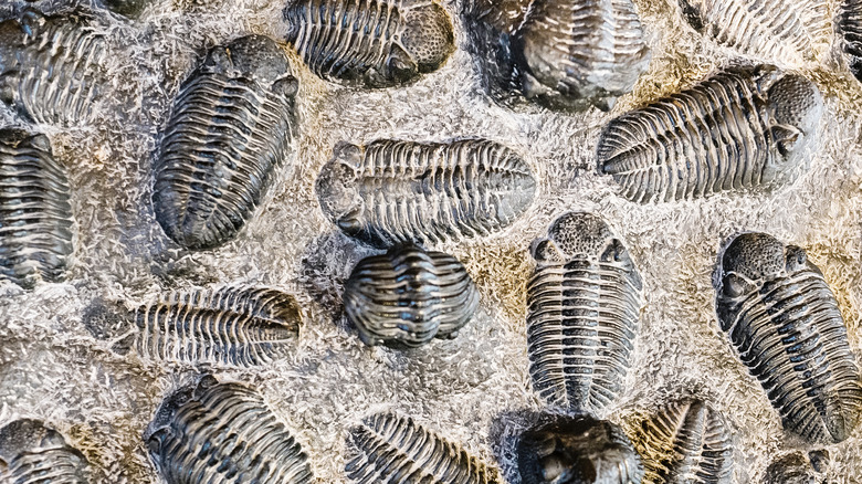 Trilobite fossils