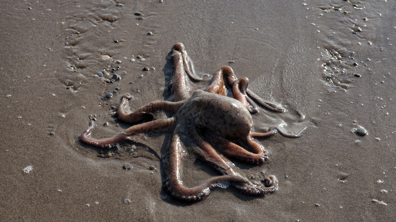 Giant color-changing octopus on land