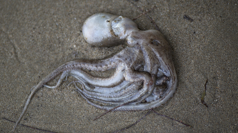 Octopus corpse