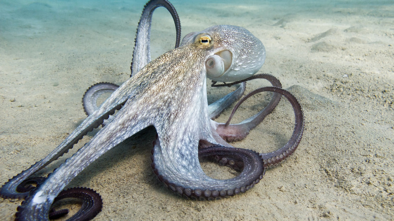 Octopus on beach